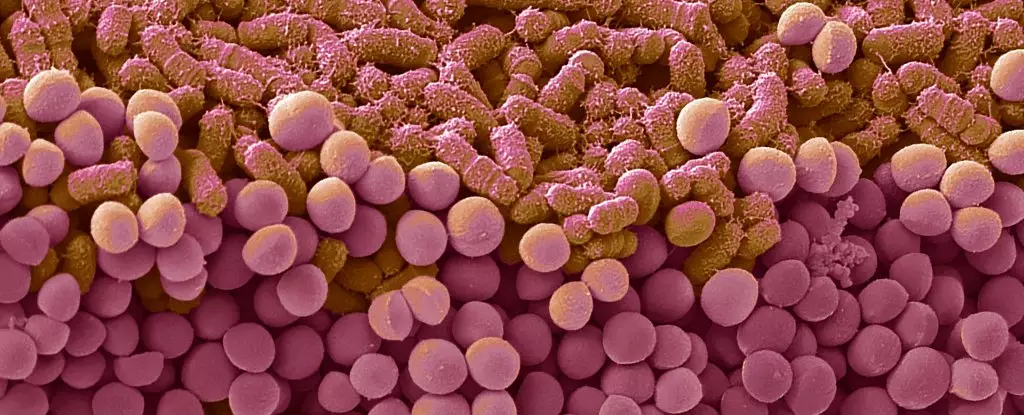 The Hidden Power of Gut Bacteria in Reinforcing Unhealthy Eating Cycles