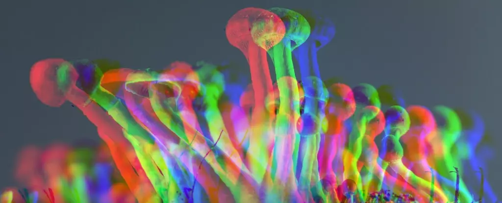 Unlocking the Power of Psychedelics: A New Frontier in Healthy Aging