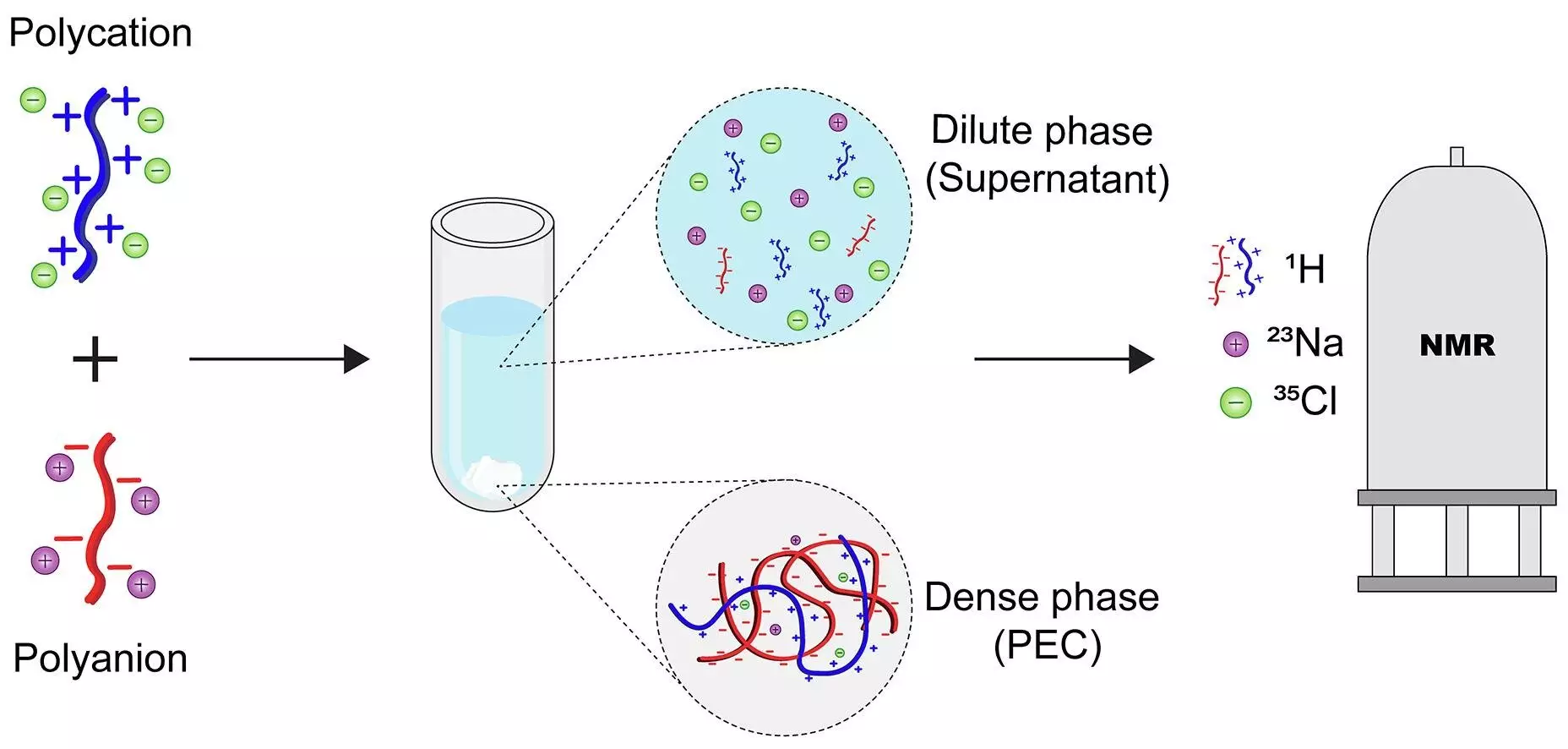 Revolutionizing Material Science: Precise Insights into Polyelectrolyte Complex Formation