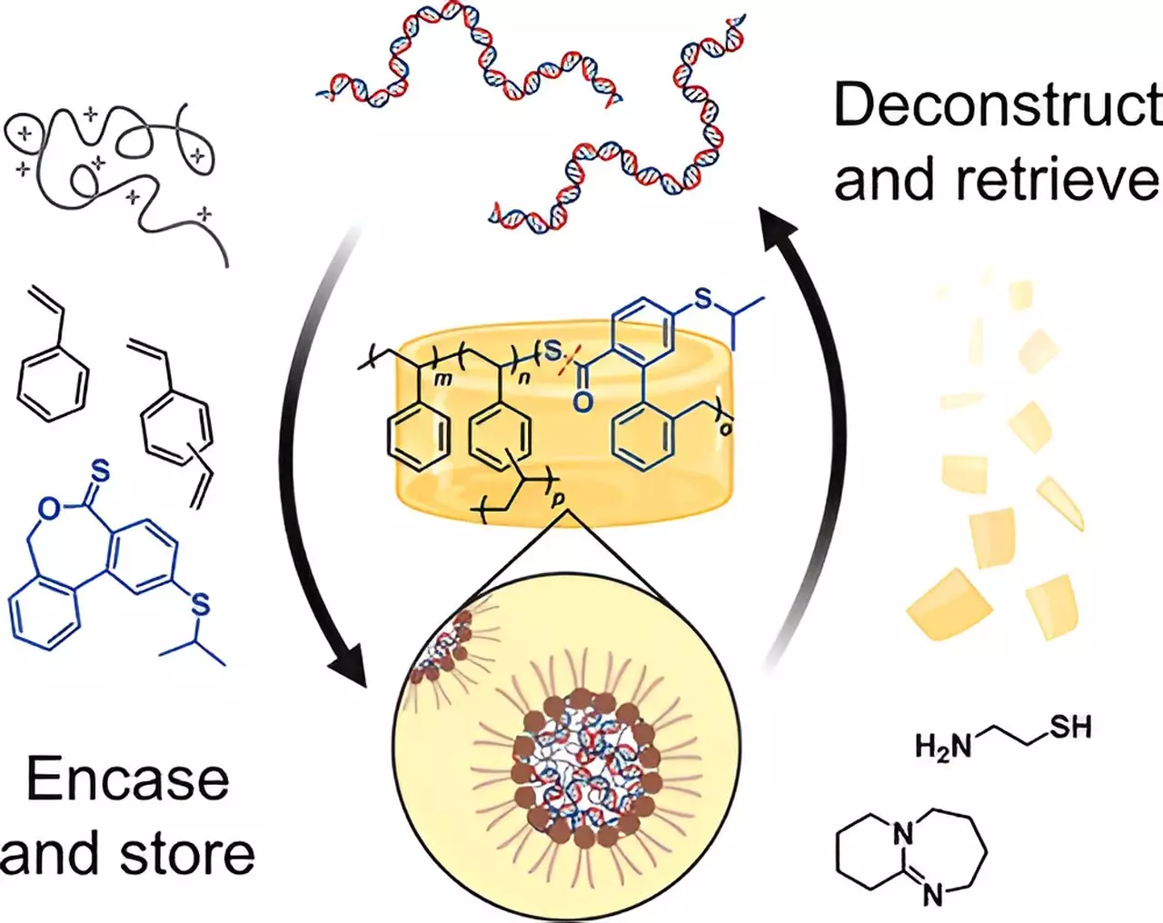 Revolutionizing Data Preservation: The Promise of Amber-Like DNA Storage